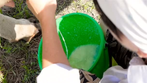 Fresh milk. Milking the cow. Close-up. Hands of a woman - Footage, Video