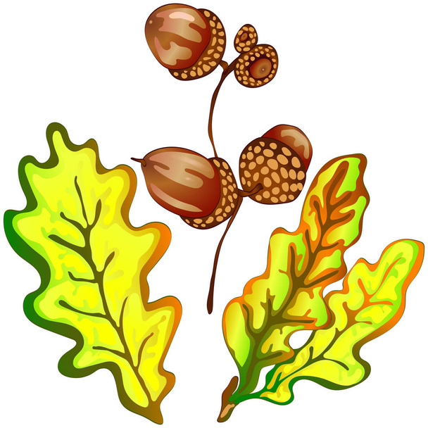 Vector herfst geel eikenbladeren en acorn plant. Blad plant botanische tuin floral gebladerte. Geïsoleerde illustratie element. Vector blad voor achtergrond, textuur, wrapper patroon, frame of rand. - Vector, afbeelding