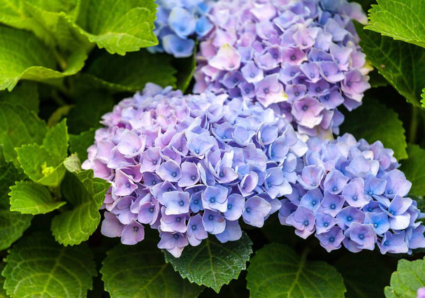 Close up  of violet hortensia flowers - Photo, Image