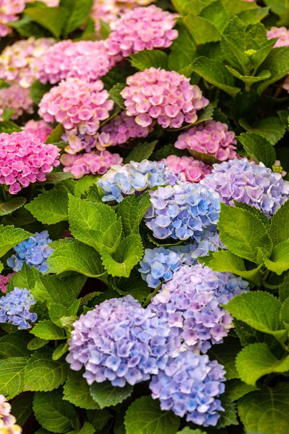 Close up  of violet hortensia flowers - Photo, Image