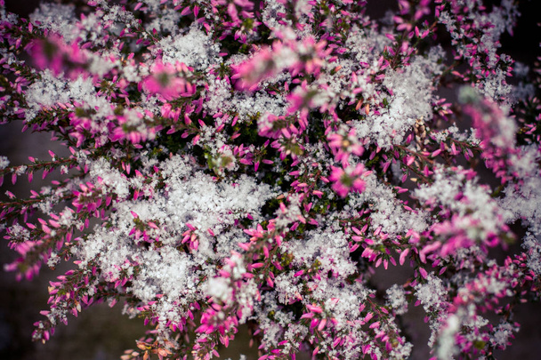 Heather. Snowy red Calluna vulgaris. Calluna vulgaris covered with snow. Background, texture. - Photo, Image
