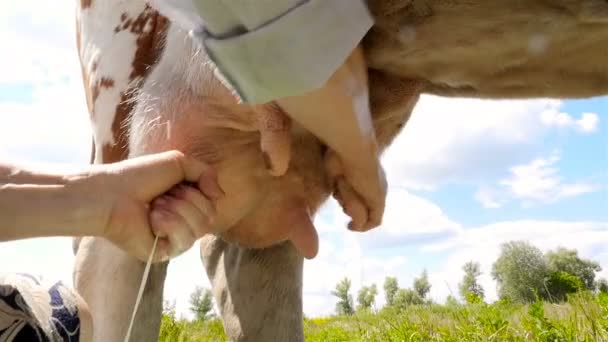 Dojení krávu v tradičním způsobem ručně. Detail. Čerstvé mléko. Zpomalený pohyb - Záběry, video