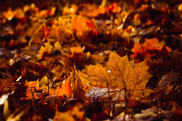 Осенняя красота природы
. - Фото, изображение