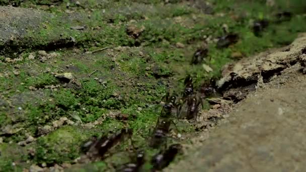 Fekete hangyák séta a régi fa trópusi esőerdőkben tömeg. - Felvétel, videó