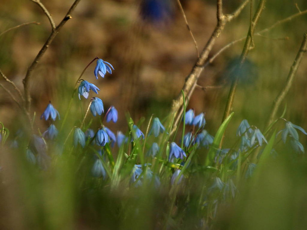 Primrose Scylla. Flores azules de primavera en el bosque. Flora de Ucrania
. - Foto, imagen