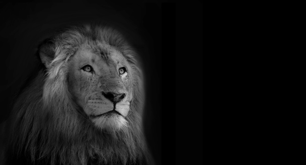 Koninklijke koning leeuw zwart-wit geïsoleerde kaart - Foto, afbeelding