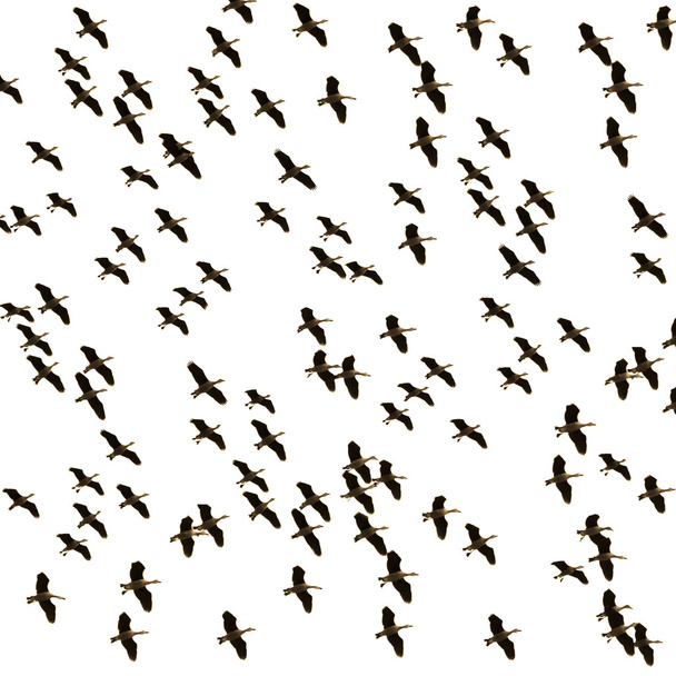 kudde van eenden vliegen - Foto, afbeelding