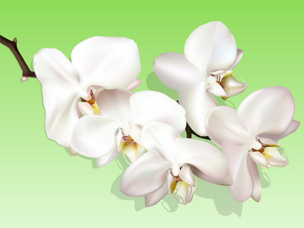 bílé orhid na zeleném pozadí - Vektor, obrázek