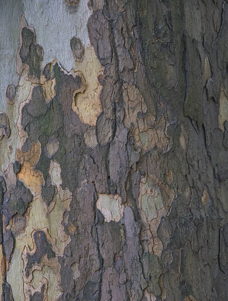 A textura da árvore é sicômoro. O fundo é cinza e amarelo. A casca da cor do tronco
. - Foto, Imagem