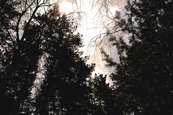 Κορυφές των δέντρων πεύκων στον ουρανό, σύννεφα, τονισμένα - Φωτογραφία, εικόνα