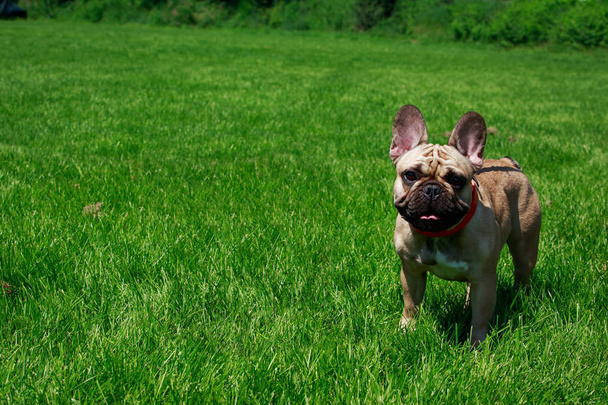 Kutya tenyészt Francia Bulldog a zöld fűben - Fotó, kép