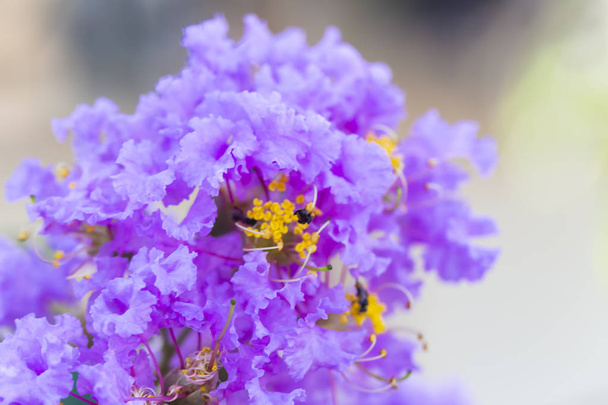 Gros plan fleur de myrte de navette violette (lagerstroemia) avec pollen jaune
 - Photo, image