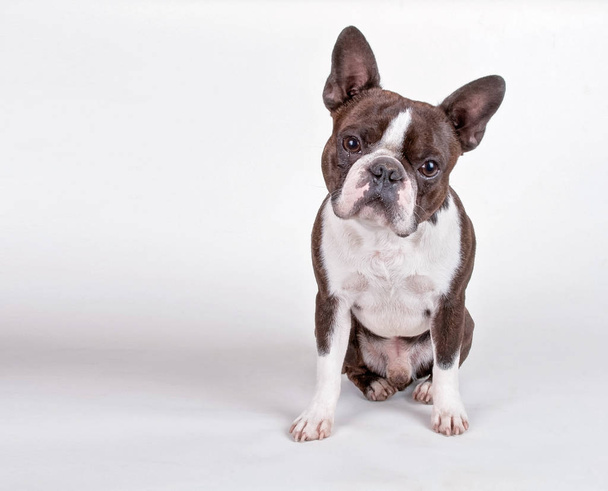 cute boston terrier puppy isolated on a white background studio shot - Photo, image