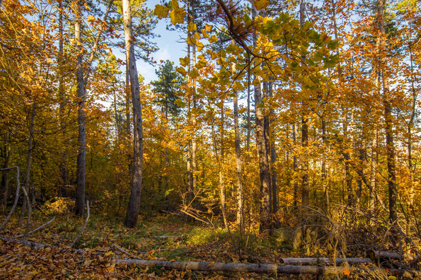 Herbst im Wald - Foto, Bild