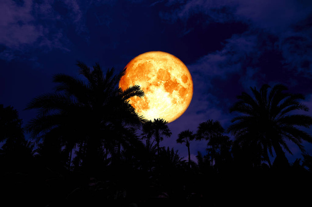 super blood moon back silhouette in ancient palm park night sky, Elements of this image furnished by NASA - Photo, Image