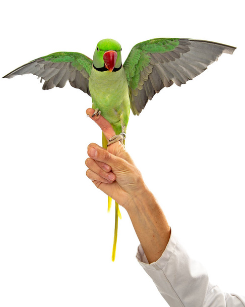 Close-up view of beautiful Alexandrine parrot perched on finger of veterinarian wearing lab coat - Photo, Image