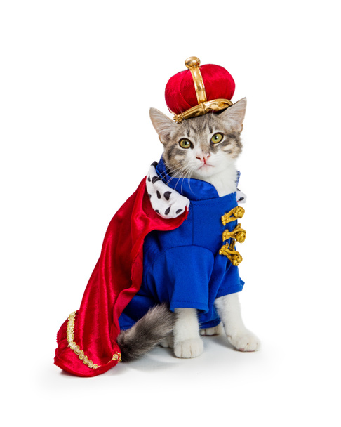 lustige Katze trägt königliches König-Halloween-Kostüm isoliert auf weißem Hintergrund - Foto, Bild