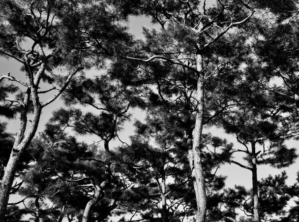 Сосновый пейзаж Кореи, черно-белое фото
 - Фото, изображение
