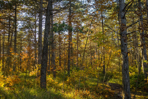 Осень в лесу
 - Фото, изображение