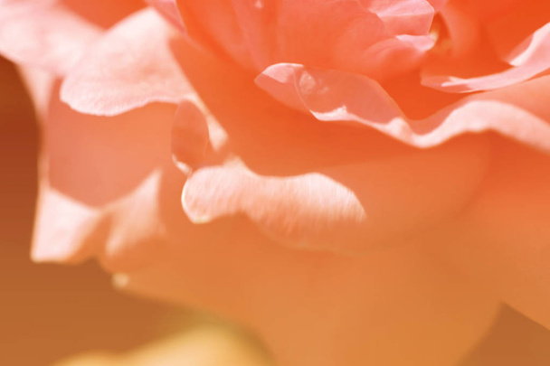 Cenário colorido. Rose fundo buquê de flores. Composição floral tonificada
 - Foto, Imagem