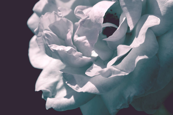 Cenário colorido. Rose fundo buquê de flores. Composição floral tonificada
 - Foto, Imagem