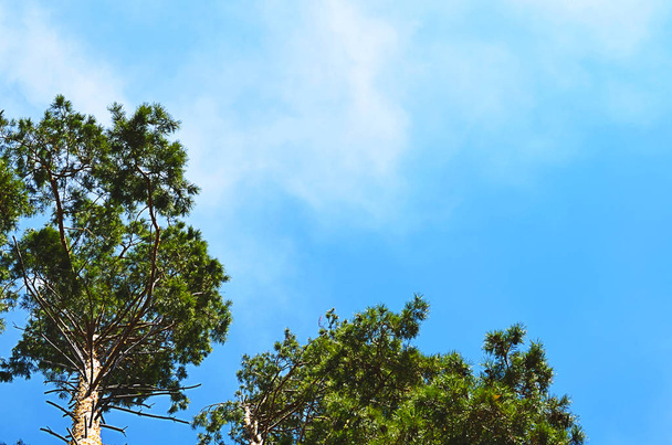 Κορυφές των δέντρων πεύκων στον ουρανό με σύννεφα - Φωτογραφία, εικόνα