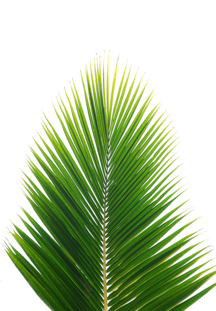 Зеленый пальмовый лист
 - Фото, изображение