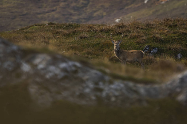 Олень-самец в Шотландском нагорье
 - Фото, изображение