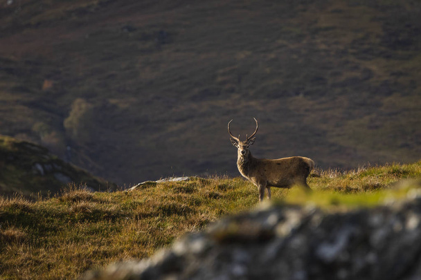 Αρσενικό ελάφι κόκκινο ελάφι στα Highlands της Σκωτίας, Ηνωμένο Βασίλειο - Φωτογραφία, εικόνα
