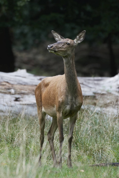 Red deer in its natural habitat in Denmark - Photo, Image