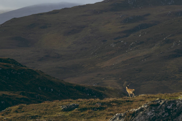 Mannelijk edelhert hert in de Schotse Hooglanden, Verenigd Koninkrijk - Foto, afbeelding