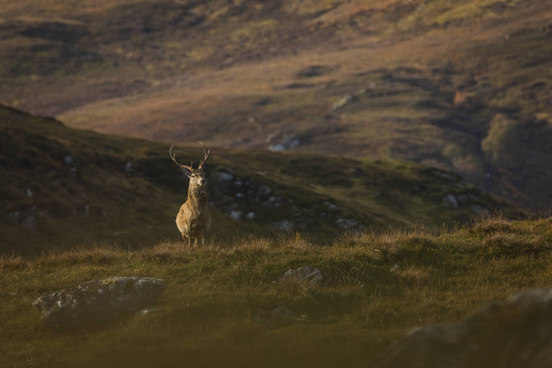 スコットランドのハイランド地方は、英国の男性レッド ディア鹿 - 写真・画像