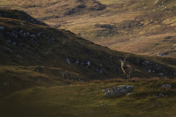 Αρσενικό ελάφι κόκκινο ελάφι στα Highlands της Σκωτίας, Ηνωμένο Βασίλειο - Φωτογραφία, εικόνα