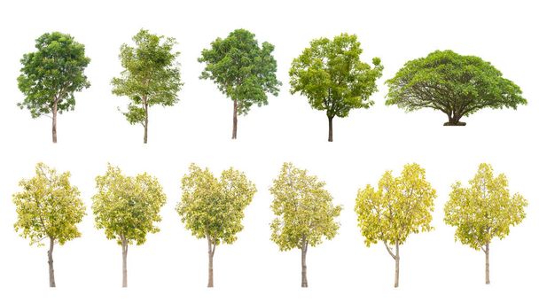 őszi fa elszigetelt fehér background gyűjteménye: építészeti tervezés és dekorációs munka - felhasználásra alkalmas, zöld és sárga levelek - Fotó, kép
