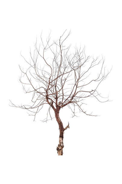 dry tree branch isolated on white background - It was isolated by die cut process - Photo, Image