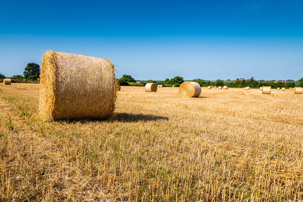 Field with hay bales after harvest in summer - Photo, Image