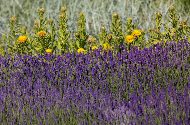  de bloeiende lavendel en gele ster-distel bloemen - Foto, afbeelding