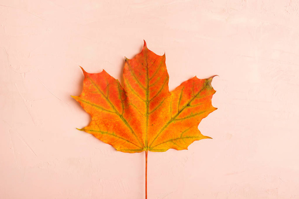 Colorful maple leaf over pink background with copy space, flat lay style - Фото, изображение