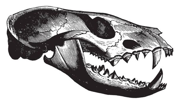 Civet Skull which is the African civet inhabits the savannahs and the forests of southern and central Africa, vintage line drawing or engraving illustration. - Vetor, Imagem