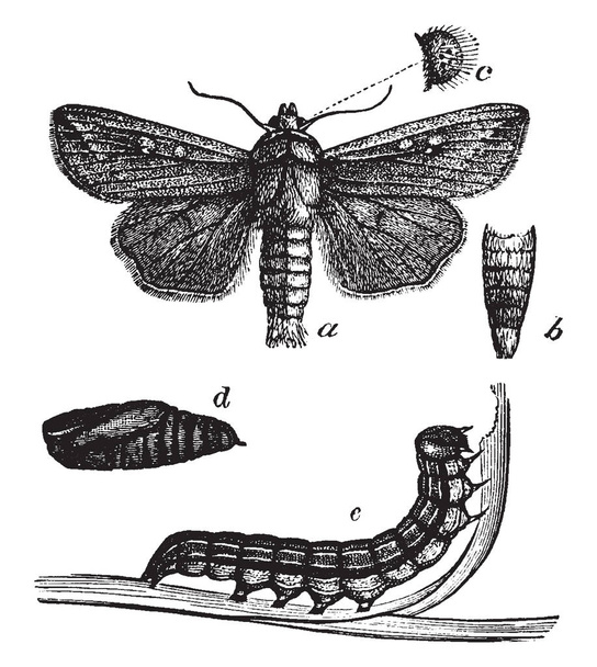 Leger Worm die een nachtvlinder uit de familie Noctuidae, vintage lijntekening of gravure illustratie is. - Vector, afbeelding