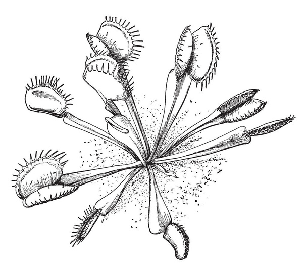 Foto is van Venus flytrap plant. Het vangt haar prooi en de insecten met de structuur van een overlapping. Het blad blad is verdeeld in twee regio's: een platte, hart-vormige Steel, en een paar terminal lobben, vintage lijntekening of gravure illustratie. - Vector, afbeelding