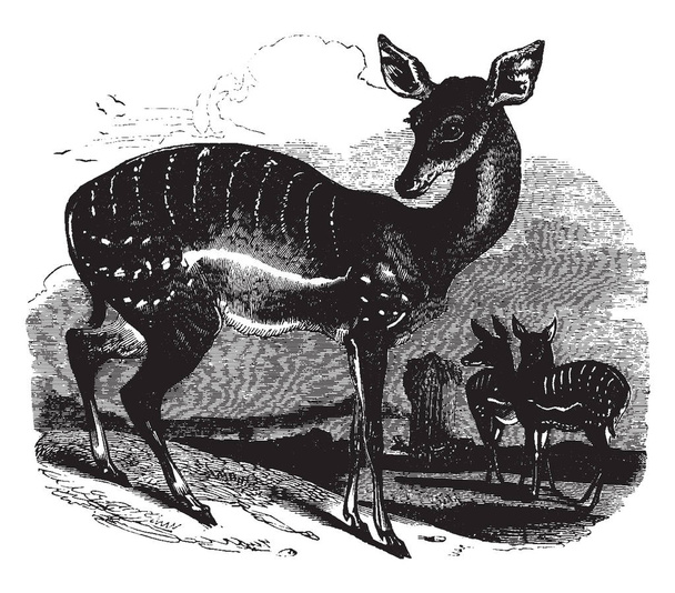 Gazelle féminine mesure environ deux pieds de haut à l'épaule, dessin à la ligne vintage ou illustration de gravure
. - Vecteur, image