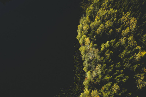 The autumn forest seen from drone - Foto, Imagen