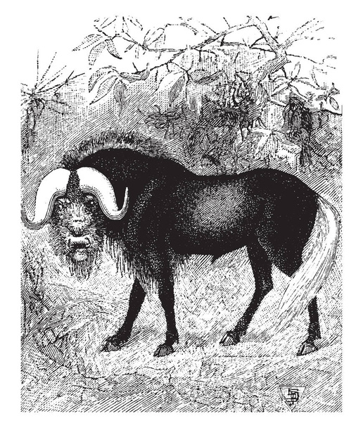 GNÚ tartoznak a családi Bovidae, amely magában foglalja az antilopok, vintage vonalas rajz vagy metszet illusztráció. - Vektor, kép