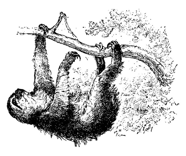 SIoth, vintage illüstrasyon kazınmış. Doğal Tarih hayvanların, 1880 - Vektör, Görsel