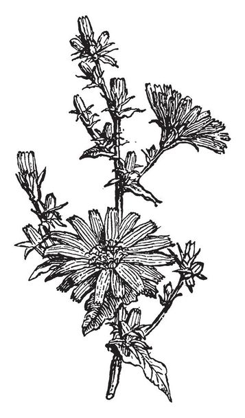 Chicorée ist ein Kraut. Die Blüten sind 2 bis 4 cm lang. breit und sind in der Regel eine helle und hellblaue, Vintage-Linienzeichnung oder Gravierillustration. - Vektor, Bild