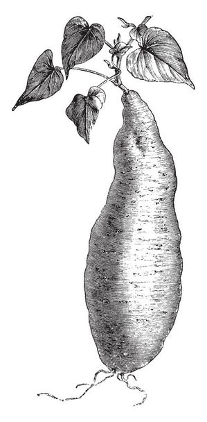 Batatas білий уродити є dicotyledonous завод. Її великі, крохмалисті, солодкий на смак, Бульбові коріння є рослинного кореня, vintage штриховий малюнок або ілюстрація гравіювання. - Вектор, зображення