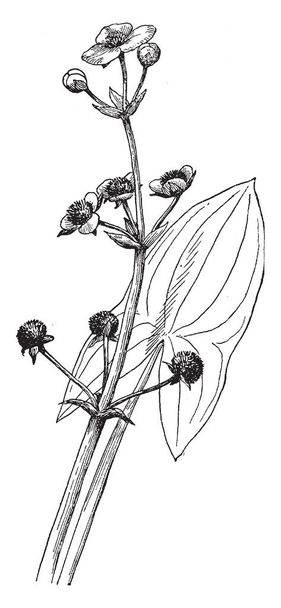 A növény található sekély mocsarak és néha ismert kétszikű Nyílhegy, vintage vonalas rajz vagy metszet illusztráció. - Vektor, kép