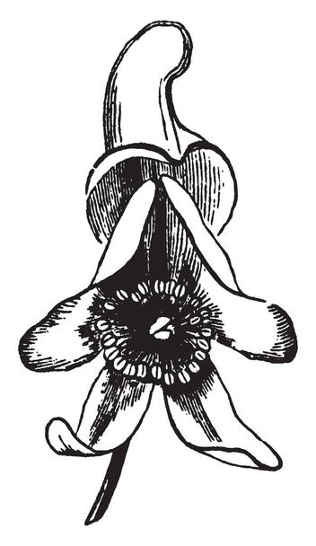 Это королева ядов, или голубая ракета, является родом из более чем 250 видов цветущих растений, принадлежащих к семейству Ranunculaceae, винтажные линии рисования или гравировки иллюстрации
. - Вектор,изображение