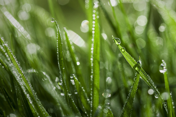Мокрій траві Закри
 - Фото, зображення